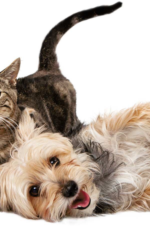 animaux-acceptes dans la location